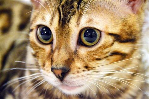 52 Amazing Cat Photography Tips For Incredible Photos