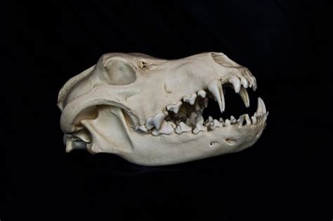 Premium Photo Fox Skull With Large Fangs In Partly Open Mouth