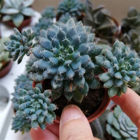 The importance of learning how often to water seedlings. How Often To Water a Cactus: Essential Guide | Plant ...