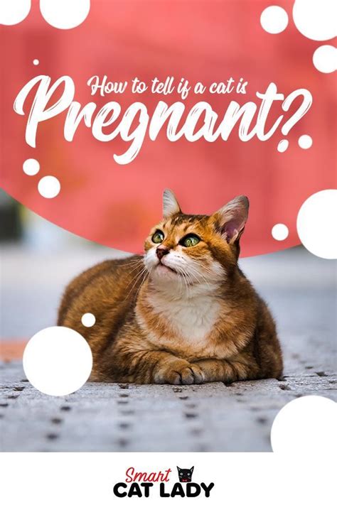How Do You Know If A Cat Is Pregnant Or Just Fat Brewqr