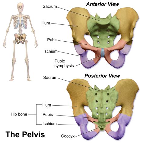 In the diagrams below, i'll be showing muscle groups in color, with a black line to show the forms that would show through the skin (i also show protruding bones that would do the same). The pelvis | Human Anatomy and Physiology Lab (BSB 141)