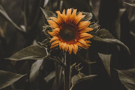 Top 999 Sunflower Wallpaper Full Hd 4k Free To Use