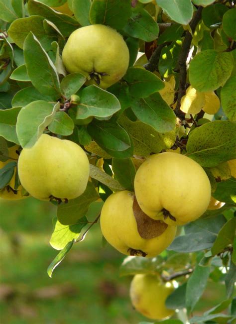 Quince Tree Quince Planting Care Pruning