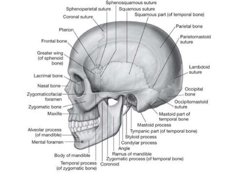 Scalp Anatomy