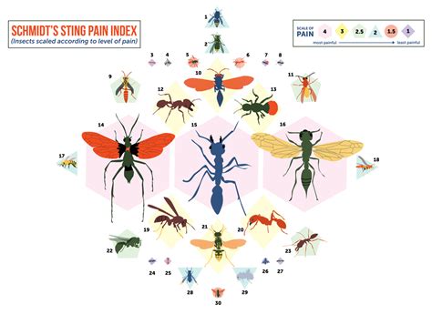 Justin schmidt, an entomologist, as a method for comparing the pain of various different insect stings he the scale runs from 1 to 4, with four being the most painful. From 'Nettles' to 'Volcano,' a Pain Scale for Insect ...