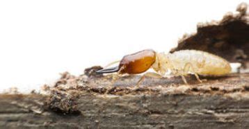 Play as the pest extermination robot, p.o.e. Termite Control - Pest Ex Philippines