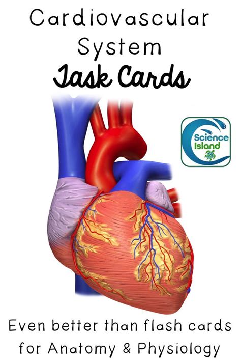 Cardiovascular System Task Cards With Powerpoint Review Task Cards