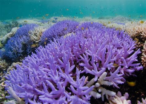 Coral Reefs That Glow Bright Neon During Bleaching Offer Hope For