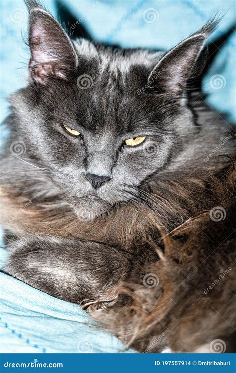 A Cat That Looks Like A Lynx On A Blue Background Stock Photo Image