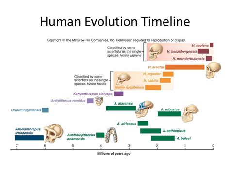 Human Evolution Timeline For Kids