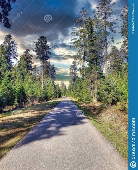 Nature In Black Forest Germanyeurope Stock Photo Image Of