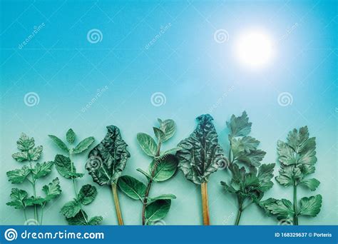 Decorative Strip Of Fresh Herbs Stock Image Image Of Mint Aromatic