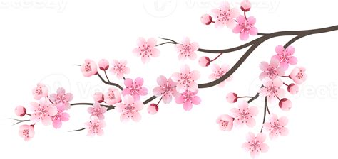 flor de cerejeira sakura 19046343 PNG gambar png
