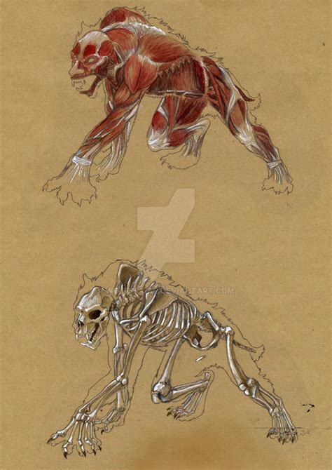 Werewolf Anatomy 2 By Wolfer Jaf On Deviantart