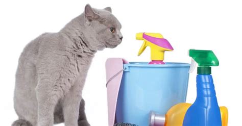 A Spring Cleaning Guide For Cat Parents The Catington Post