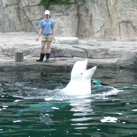 Beluga Whale Inuk Beluga Whale Mystic Aquarium Beluga
