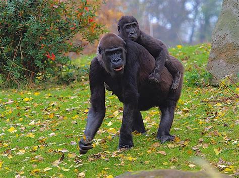 Why Do Gorillas Walk On Their Knuckles