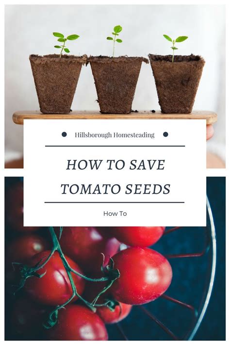 Your First Step In Permaculture Is Saving Your Own Seeds Tomato Seeds