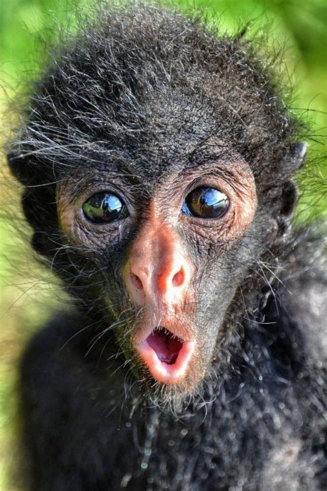 Photograph Baby Spider Monkey Bolivia By Tim Carter On 500px Cute