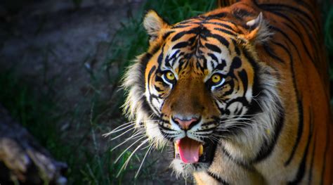 Tiger Teeth Facts That Will Blow Your Mind