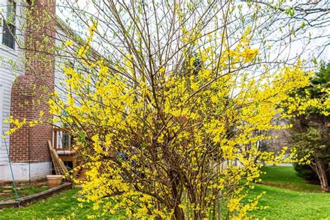 5 Tips For Pruning Forsythia Gardeners Path