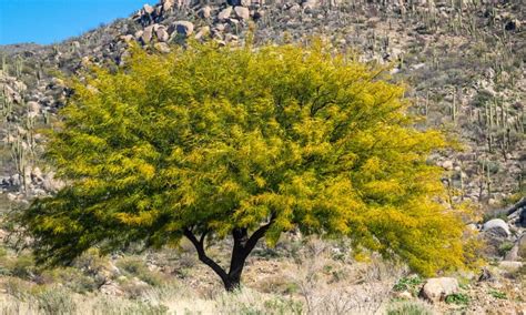 Thorn Trees In Texas What Common Trees With Thorns Are In The State