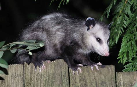 Opossum Removal Winter Springs Orlando Fl Proteck Wildlife Solutions