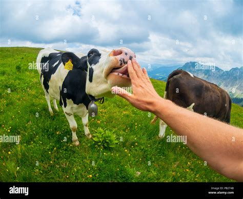 POV Cow Licks Male Hand At Mountain Pasture Stock Photo Alamy