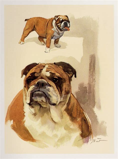 Vintage English Bulldog Print Bulldog Illustration Cottage Home Decor