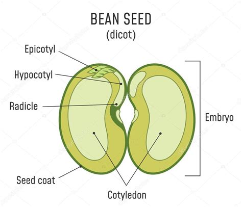 Bean Seed Structure Dicot — Stock Vector © 248601656