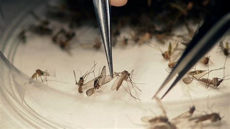 Yuma County Confirms First Case Of Zika Virus