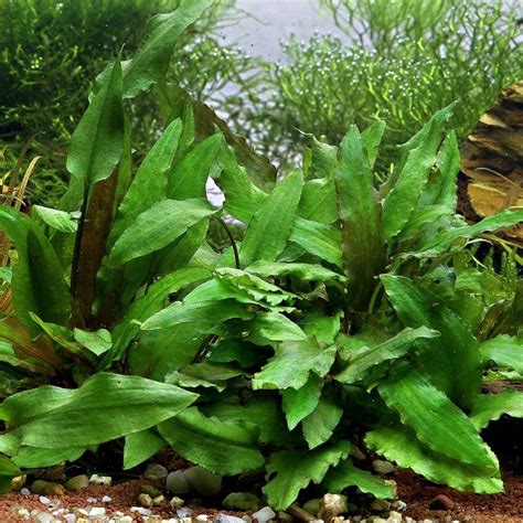 The grower only needs a portion of root with a notes: Cryptocoryne Wendtii