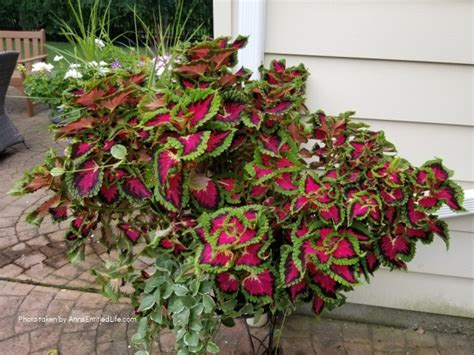 10 Tips For Growing Coleus
