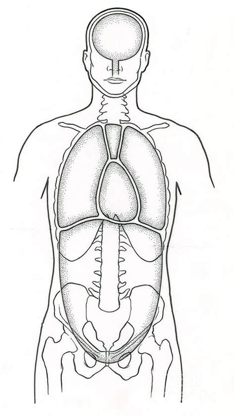 Illustration Of Anterior Body Cavities Photograph By Science Source