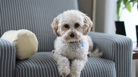 Razas Perros ¿vives En Un Piso Pequeño Esta Es La Mejor Raza De Perro