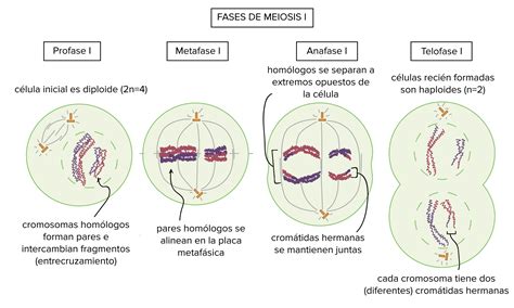 8 Fases De La Meiosis Coinarimapa