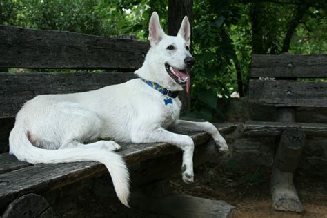 Pure White German Shepherd Dog German Shepherds