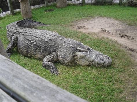 Utan The Biggest Crocodile In The Us Picture Of Alligator