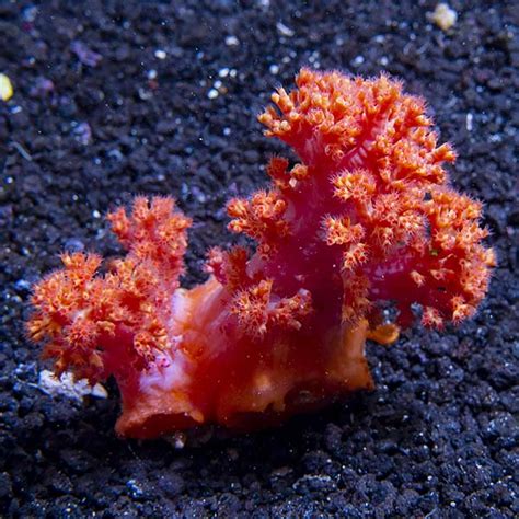 Redorange Flower Tree Coral Saltwater Aquarium Soft Coral