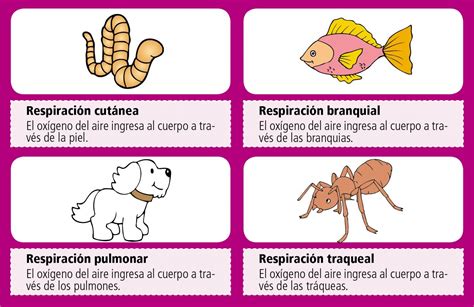 Ejemplos de animales que respiran con la piel: Dibujos Animales Que Respiran Por La Piel Para Colorear ...