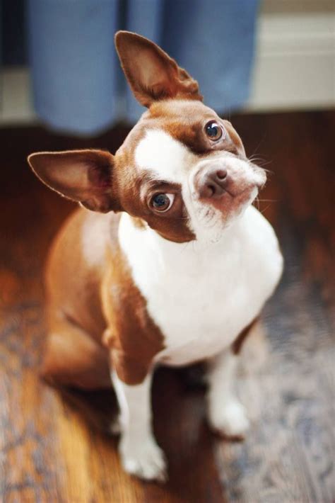 47 Pictures Of Brown And White Boston Terrier Puppies Image