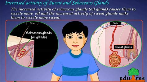 Sudoriferous And Sebaceous Glands