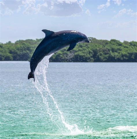 Siesta key marina yakınlarında yapılacak şeyler. Siesta Key Best Dolphin Tours 941-921-3030, sunset cruises ...