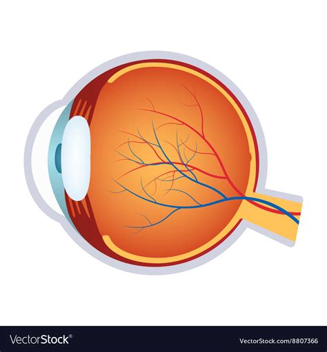 A Human Eye Anatomy Royalty Free Vector Image Vectorstock