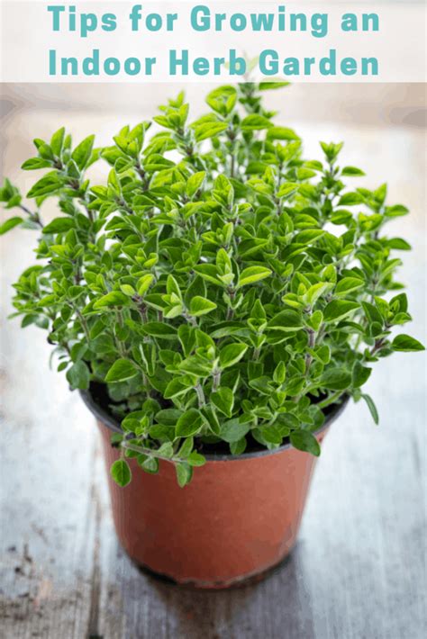 How to grow an indoor herb garden. Grow your own indoor herb garden!