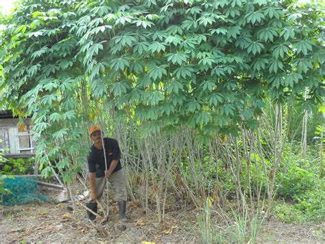 Translations of hitam dan putih. BAJA ORGANIK MAS HITAM (E.M) BOKASHI - SARJANI (M) SDN ...