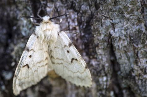 Natural dispersal occurs when newly hatched larvae the brown male gypsy moth emerges first, flying in rapid zigzag patterns searching for females. Fungus Killing Gypsy Moth Caterpillars, But Infestation ...