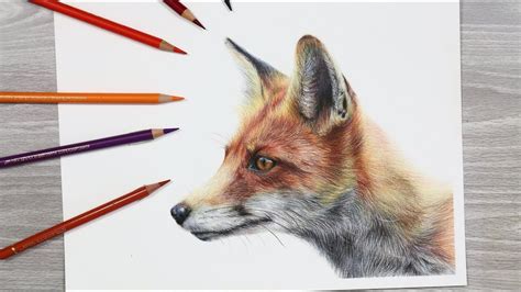 How To Draw A Fox With Colored Pencils Youtube Fox Drawing Draw A