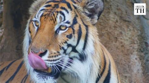 Indias Tiger Population Rises To Almost 3000 Youtube