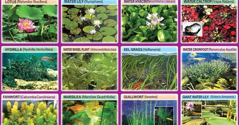 Spectrum Educational Charts Chart 393 Aquatic Plants